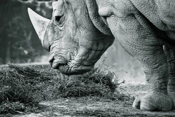 White rhino — Zdjęcie stockowe