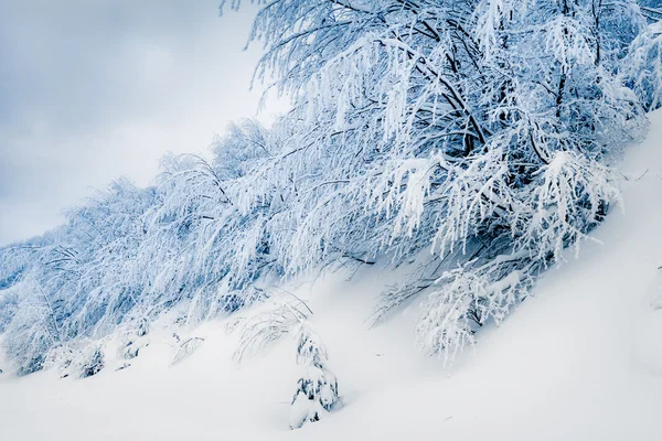 Paisajes de invierno — Foto de Stock