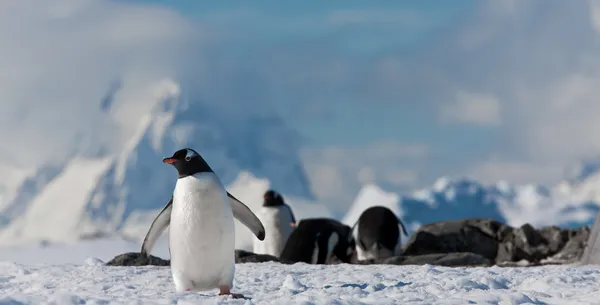 Penguins in Antarctica — Stock Photo, Image