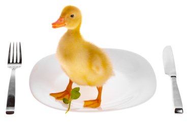 Little duckling clipart