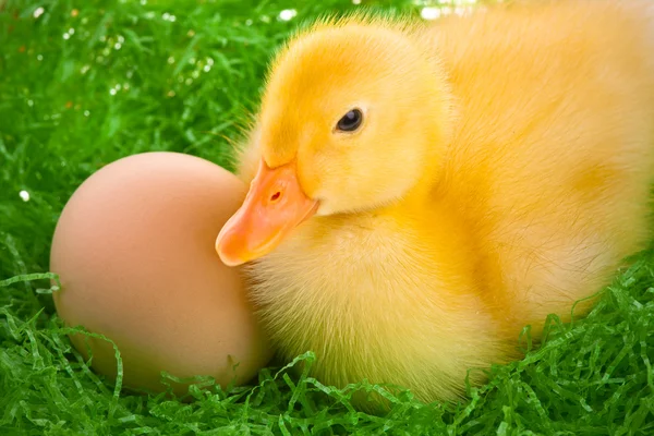 Newborn duckling — Stock Photo, Image