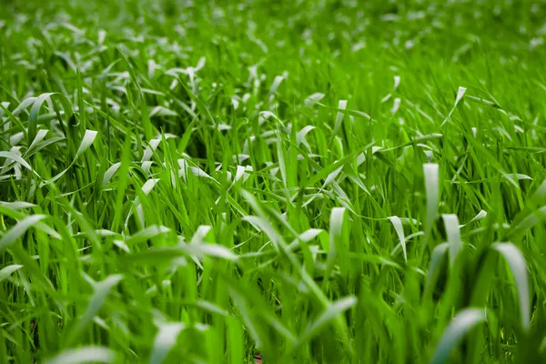 Hierba fresca —  Fotos de Stock