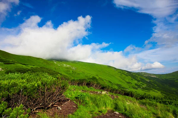 Groene weide en blauwe lucht — Stockfoto