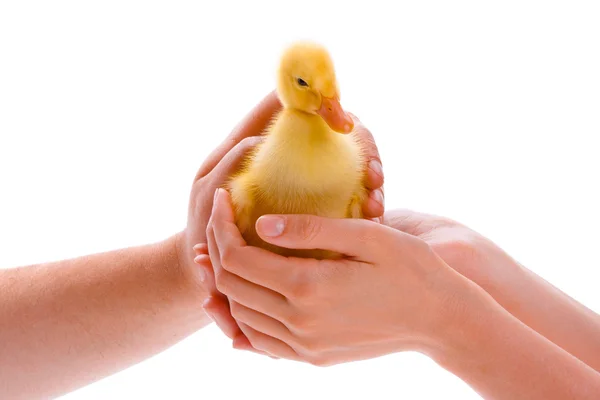 Little duckling — Stock Photo, Image