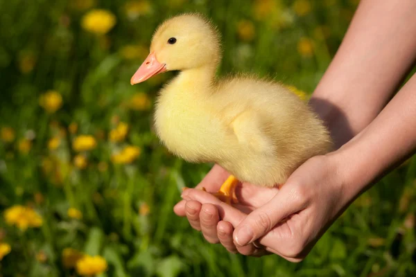 Duckling in human hands — Stok Foto