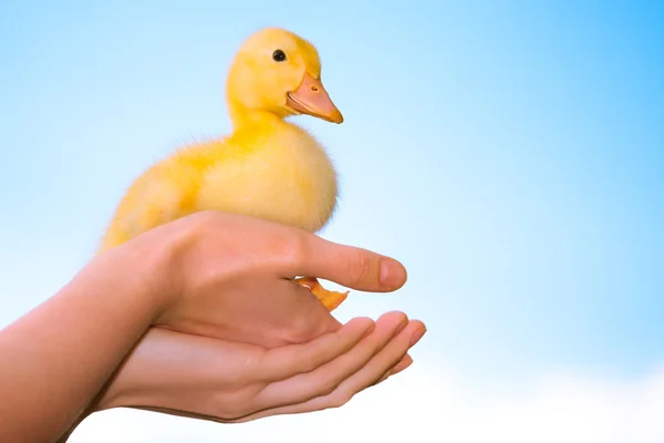 Duckling in human hands — Stock Photo, Image