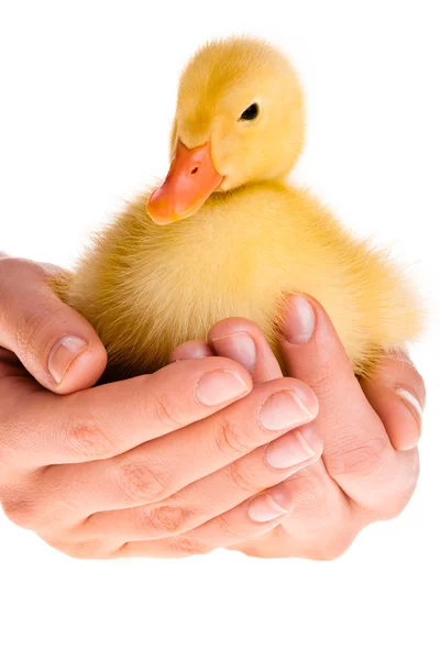 Duckling in human hands — Stok Foto