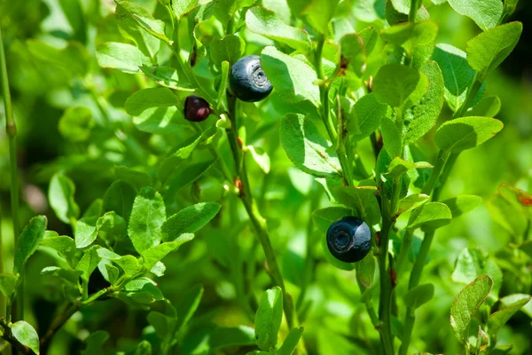 stock image Small blueberries