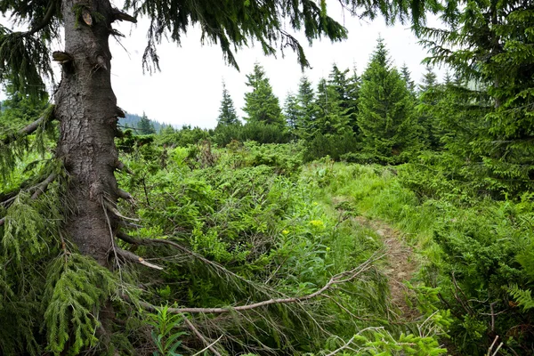 stock image Coniferous forest