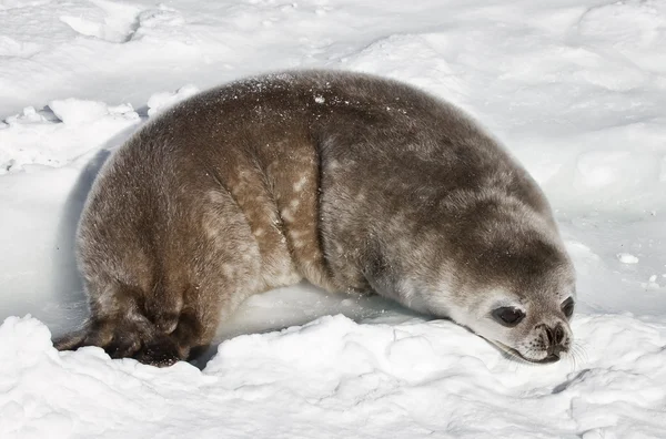 Тюлень — стоковое фото