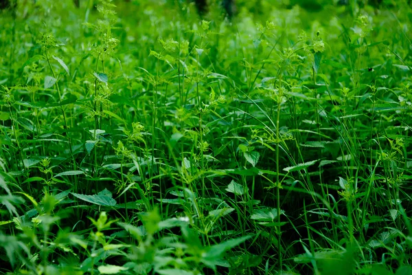 stock image Background with leaves