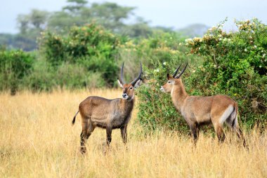 Waterbuck males clipart