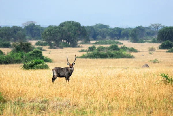 Antelope van waterbok man — Stockfoto