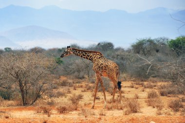 Alone giraffe at the drought season in Kenya clipart