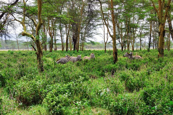 Floresta tropical na África Oriental — Fotografia de Stock
