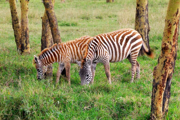 在东部非洲热带森林中的野生动物 — 图库照片