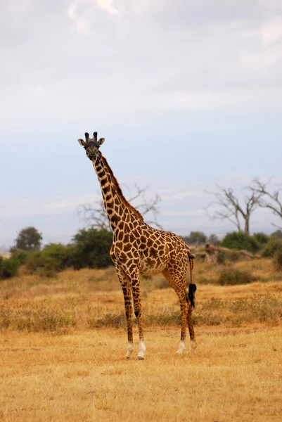 Jirafa en la sabana africana —  Fotos de Stock