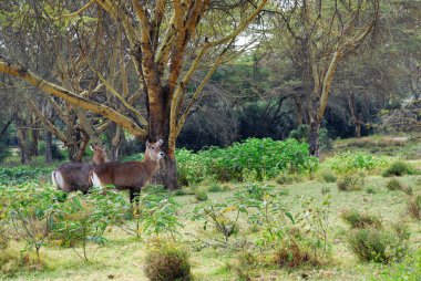 waterbuck kadın