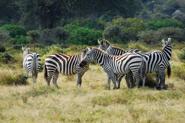 Zebra's kudde — Stockfoto