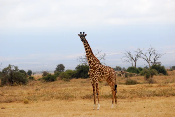 Giraffe in the african savannah — Stock Photo, Image