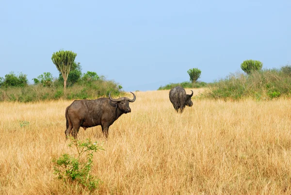 Cape yarış buffalo — Stok fotoğraf