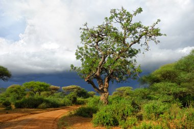 Sausage tree along dirt road clipart