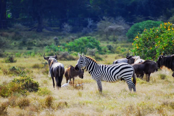 Afrikai vadvilág — Stock Fotó
