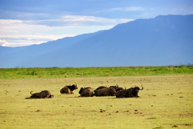 Cape race buffalo clipart