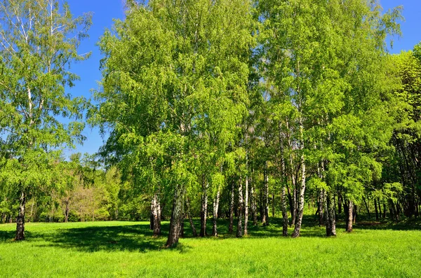 Huş ağacı — Stok fotoğraf