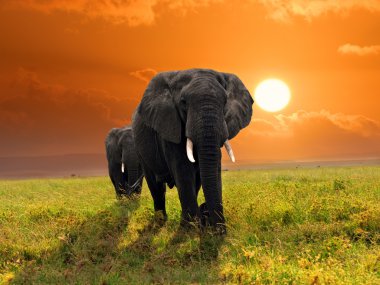 African elephants clipart