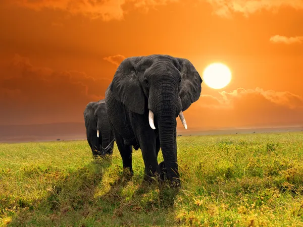 Африканські слони — стокове фото