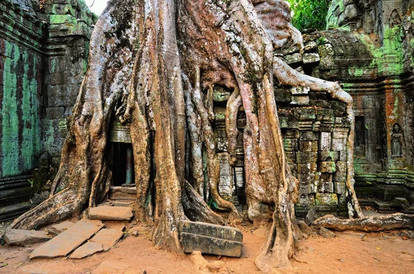 Temple dans la jungle — Photo