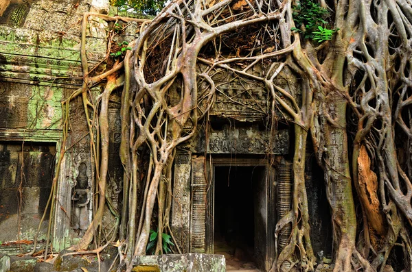 Tempel im Dschungel — Stockfoto