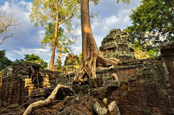 Temple dans la jungle — Photo