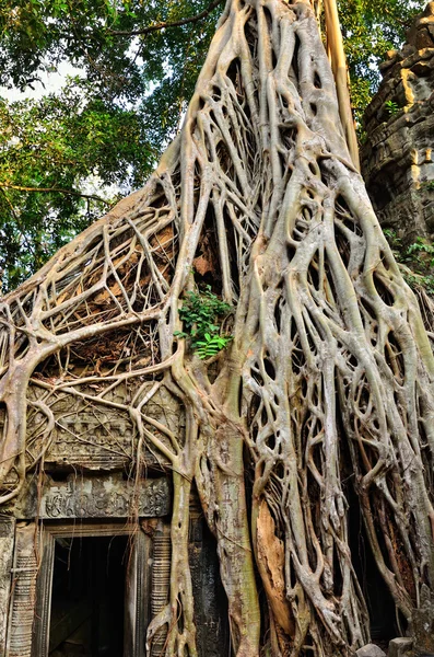 Templo na selva — Fotografia de Stock