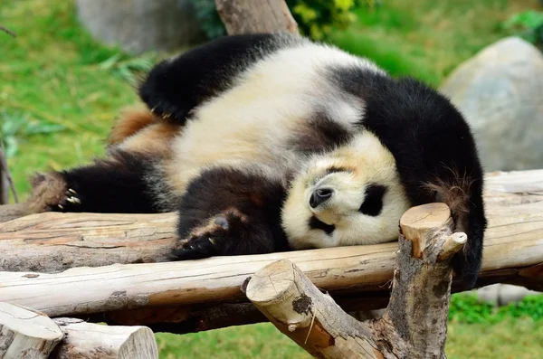 Panda — Stockfoto