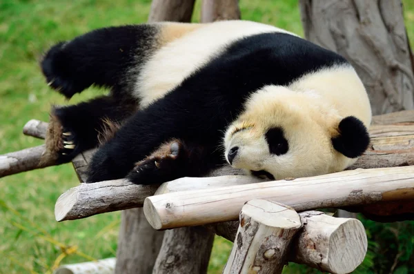 Panda — Stock Photo, Image