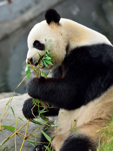 Panda Stockafbeelding