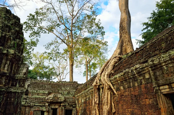 Templo en la selva — Foto de Stock