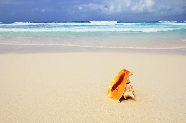 Velké shell na břehu oceánu — Stock fotografie