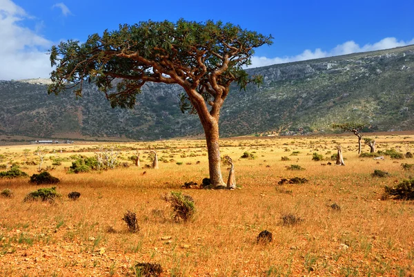 Socotra Island — Stock Photo, Image