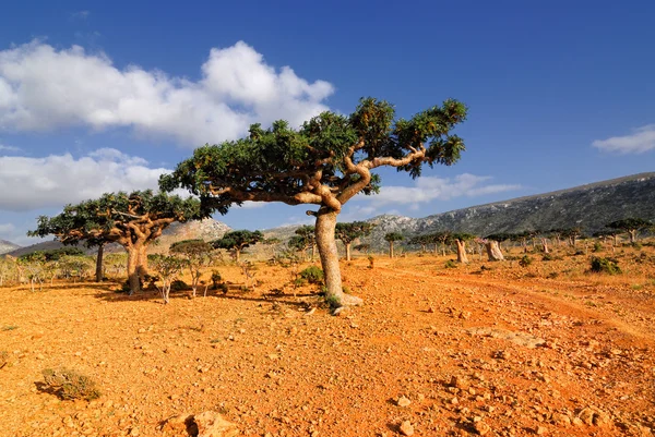 Socotra eiland — Stockfoto