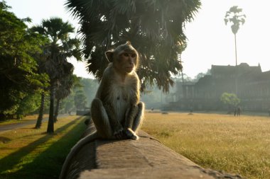 Temple Monkey in Angkor Wat clipart