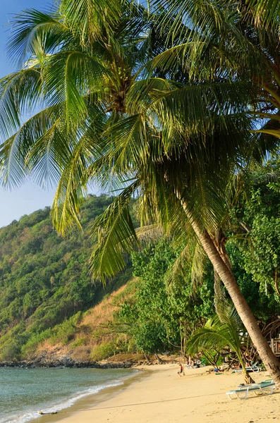 Palm over tropical beach — Stok Foto