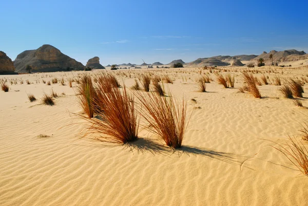 Saharawoestijn, Egypte — Stockfoto