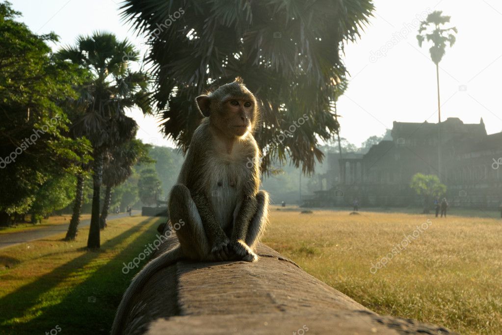 Temple Monkey in Angkor Wat