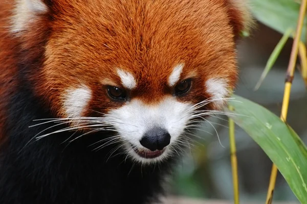 Rød panda - Stock-foto