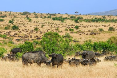 Afrika Cape buffalo