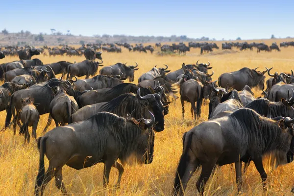 Wildebeest antelopes in the savannah — Stock Photo, Image
