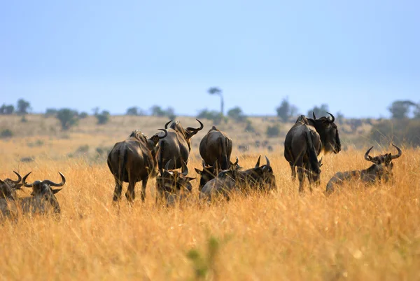 Антилопы Гну — стоковое фото
